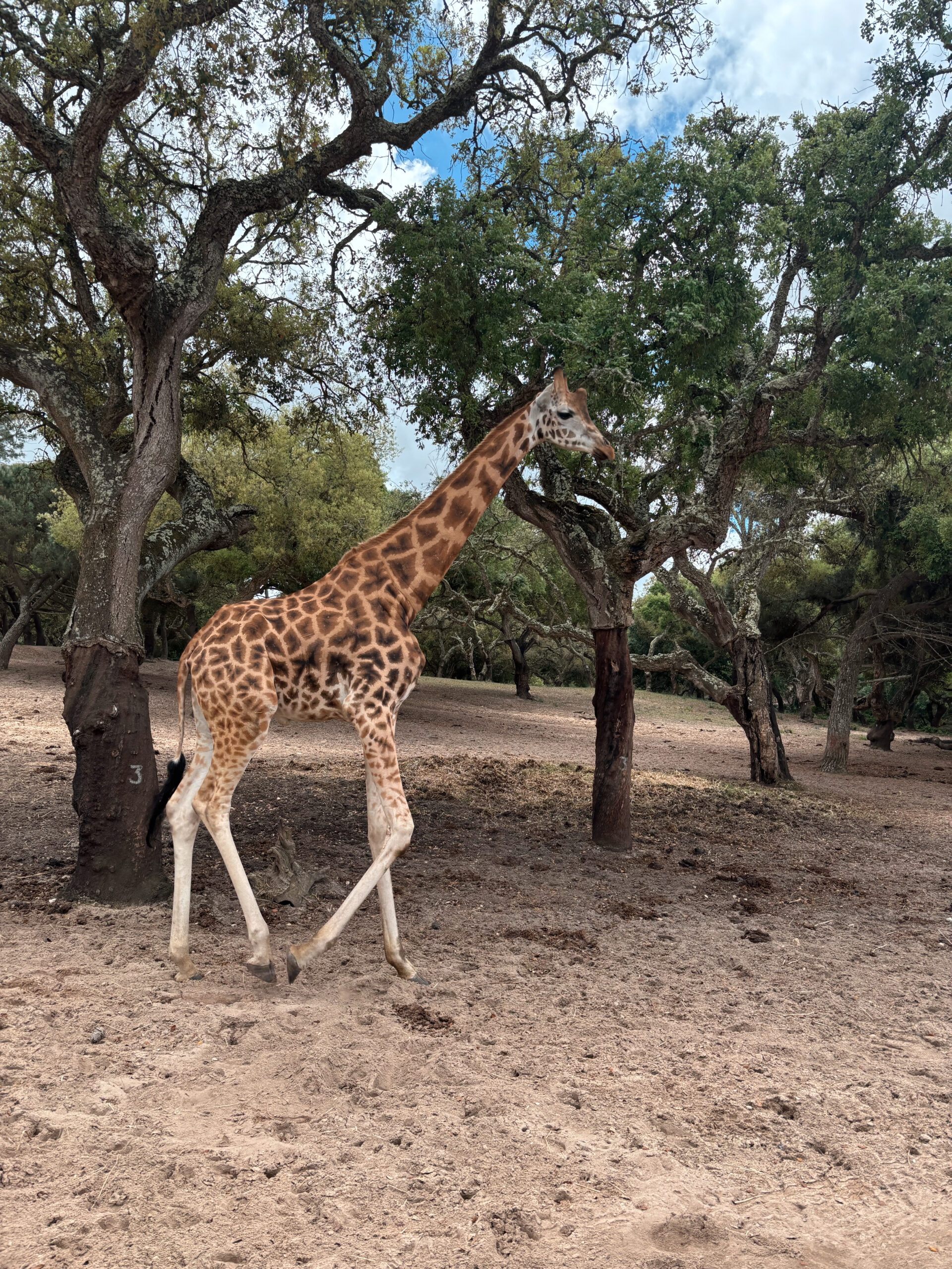 Mercado das Brunheiras